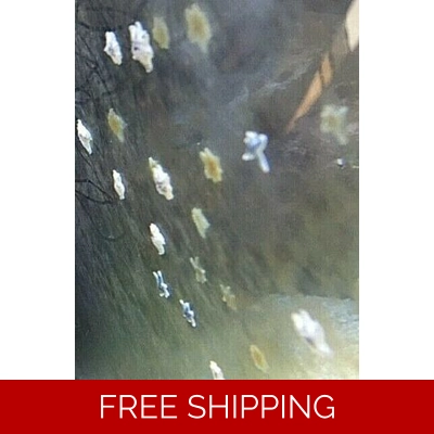 SUBSCRIPTION FOR Asterina starfish COPY